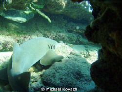 Nurse Shark on the Inside Reef at Lauderdale by the Sea by Michael Kovach 